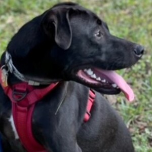 Fundraising Page: Kisha Rosario